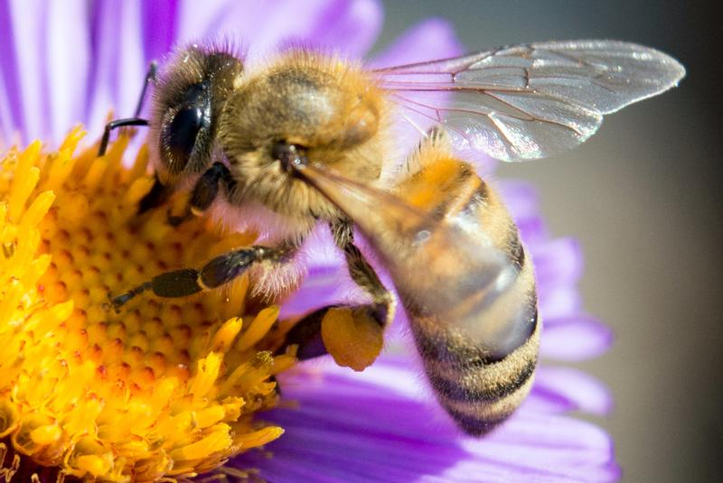 Mézelő méh